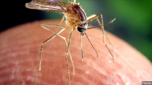 west nile virus